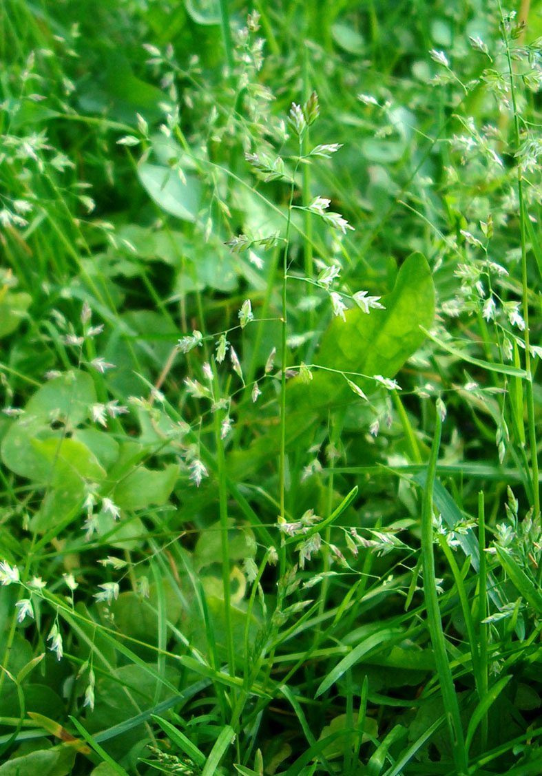 Poa Supina