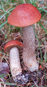 Apelsinsopp