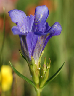 Klockgentiana