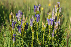 Miljbild Klockgentiana