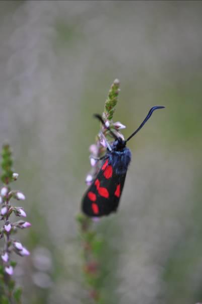 Sexfläckig basstardsvärmare