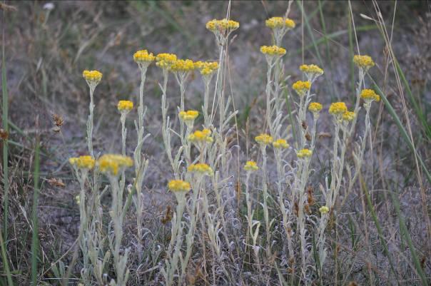 Hedblomster