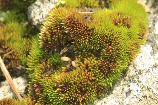 Kopparbryum.