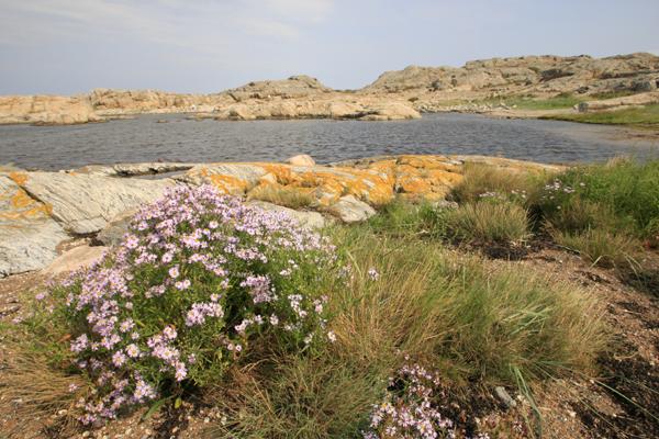Strandaster.