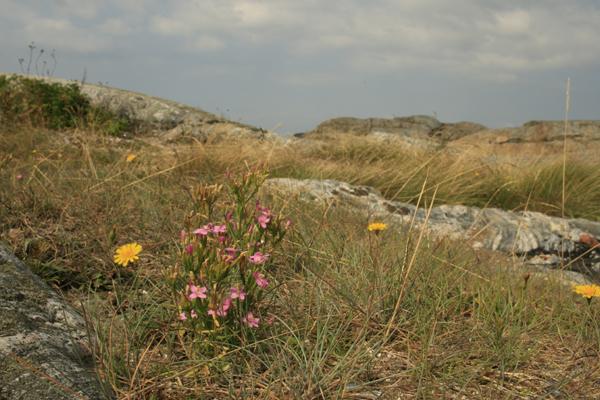 Kustarun.