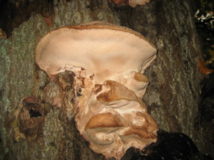 Aurantiporus alborubescens