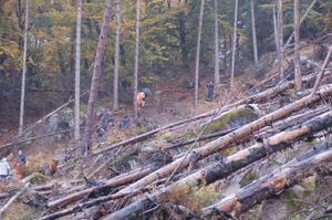 Stormf&auml;lld skog