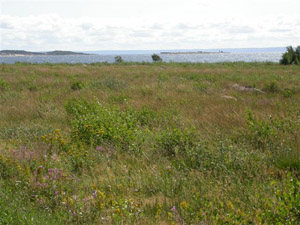Ringenäs