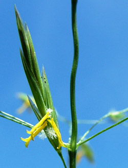 Foderlosta