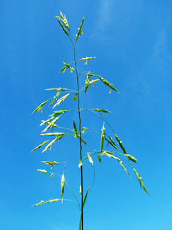 Foderlosta