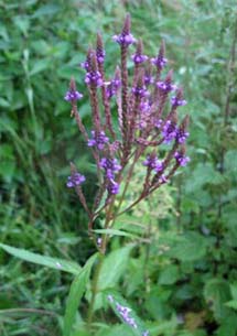 Bl�verbena