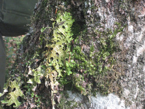 Lunglav