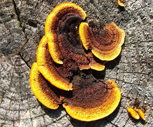 Vedmussling