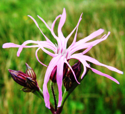 Gökblomster
